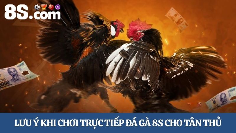 lưu ý khi chơi trực tiếp đá gà 8S